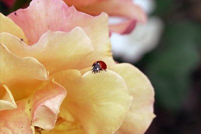 白天，红色瓢虫栖息在黄色和粉色的花朵上，进行特写摄影